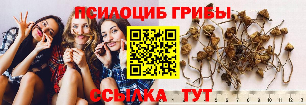 Галлюциногенные грибы Cubensis Касимов